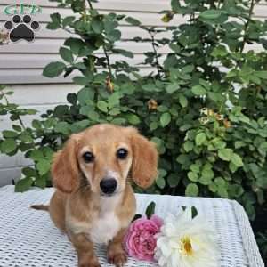Buttercup, Dachshund Puppy